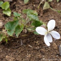 Viola pilosa Blume